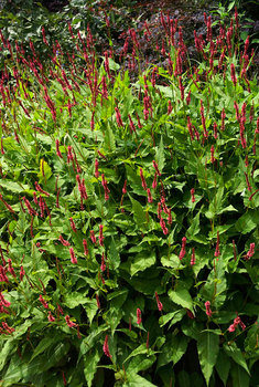 Fleeceflower - Bright red fingers of flowers