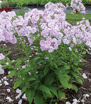 Each petal half white / half pink giving a pinwheel effect.