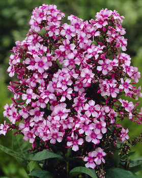 Bright rose centers with pink tips