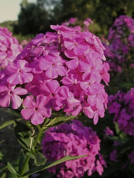Special Offer in our larger pot size - Limited time