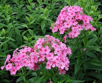 Bright pink and mildew resistant