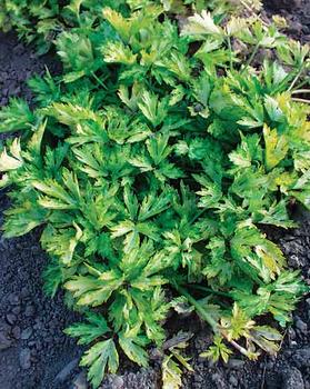 Gold Variegated Buttercup, evergreen groundcover