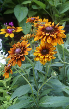 GLORIOSA DAISY. 3-4" flowers of mahogany thru yellow