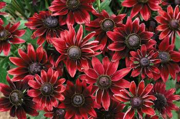 An all summer Red with a dark center.