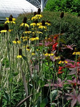 Huge basal leaves of powder blue, a great conversation plant.