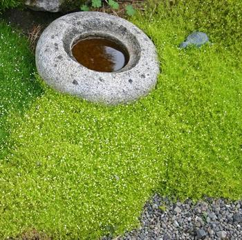 Moss like foliage