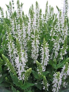 Long blooming white.
