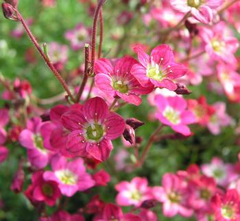 Dainty pink blossoms over green rosettes