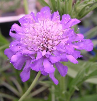 Multiple blue pin-cushion flowers.