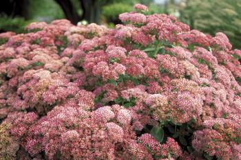 Turns brick red. Probably the most popular Sedum