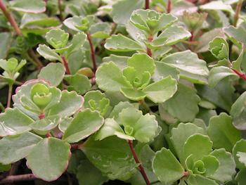 A good spreader, green leaves mature to bronze