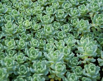 Like a succulent Sweet Woodruff; aqua green foliage