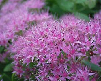 Huge pink flowers age to deep rust in fall.