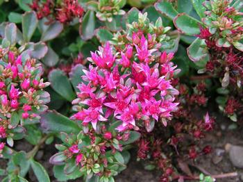 Brilliant red flowers.Dense low foliage is also very colorful