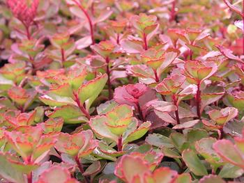 An improved Dragon's Blood, excellent groundcover