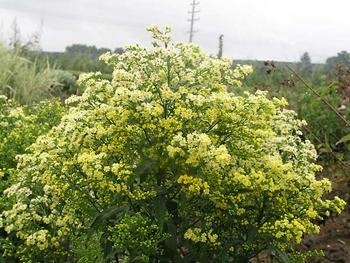 Tiny yellow flowers dry well