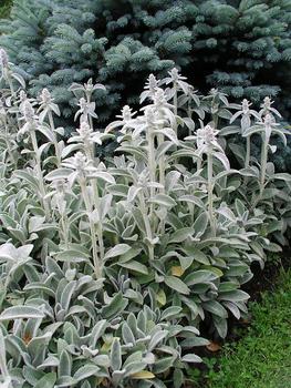 LAMB'S EARS. Silver felted leaves