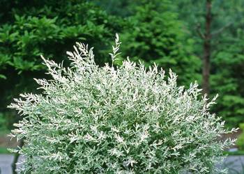 SHRUB Cascading Japanese dappled willow.  4" pots