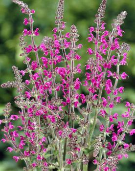 Very long blooming royal crimson spikes.