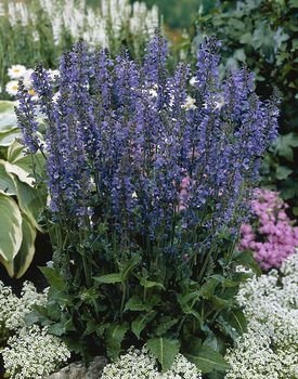 Larger flowers than most Salvias