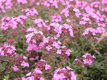Rose-red flowers. MOTHER-OF-THYME