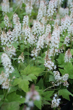 FOAMFLOWER. Non creeping form of this variety