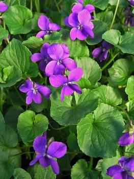 Lustrous, large deep violet blue flowers.