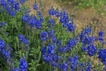 Masses of vivid blue. The plants are semi-prostrate
