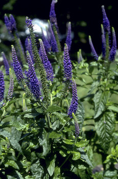 Navy blue. Longest blooming, PPA plant of the year 1993
