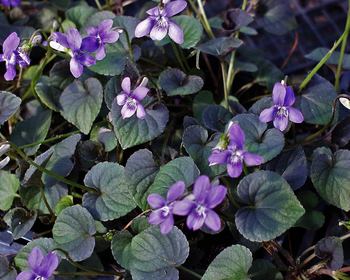 Blue. Deep purple foliage. Great under shrubs