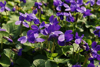 Fragrant  deep violet with semi-double flowers