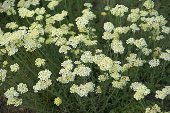 DWARF FERNLEAF YARROW. Yellow with wooly leaves