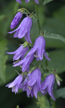 LADYBELLS. Purple blue nodding flowers