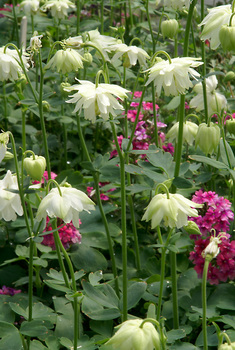 Lime-green to white double pom-pom flowers.