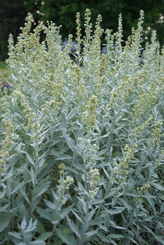 Bright silver wider leaves on 2' mounds