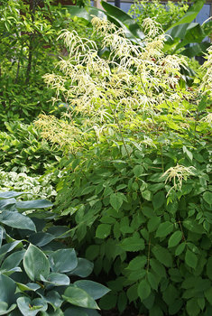 Tallest GOATSBEARD. For light shade