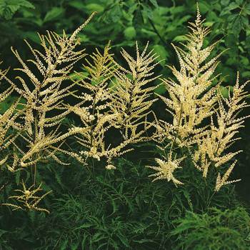 Goatsbeard - DWARF - choice plant for shade