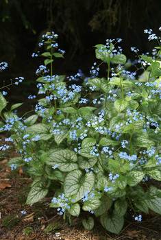 Heavily frosted and veined leaves. Blue flowers in spring