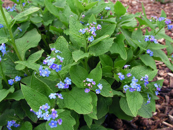 SPRING FORGET-ME-NOT. Sky-bliue flowers.