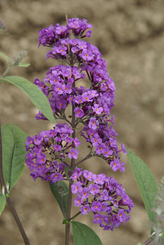 SHRUB. Butterfly Bush 8' Deep fuchsia purple summer lilac 4" pot