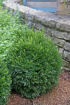 SHRUB. 2' Hardy dwarf  boxwood.