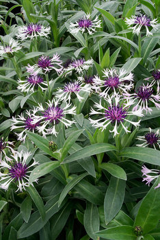 Unique white petals surround a deep royal purple center.