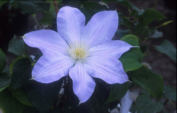 Palest blue flowers with a yellow center
