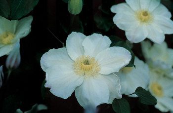 Pale yellow cream flowers with yellow anthers