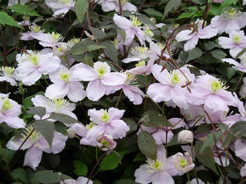 2-3" ruffled satin pink flowers