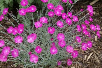 Perennial Plant of the Year 2006