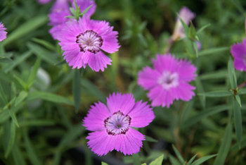 As Dianthus marches ever closer to blue, this ones the closest.