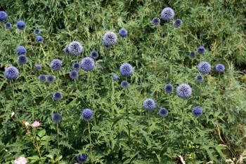 Blue GLOBE THISTLE. Eye-catching, tall plant. Cut flowers dry well
