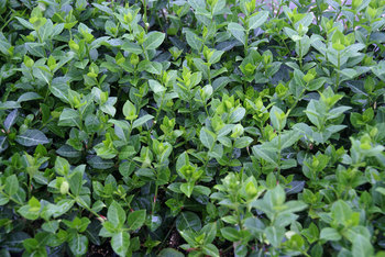 Great groundcover for a difficult spot.