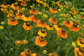 Yellow petals splashed with orange-red around brown centers